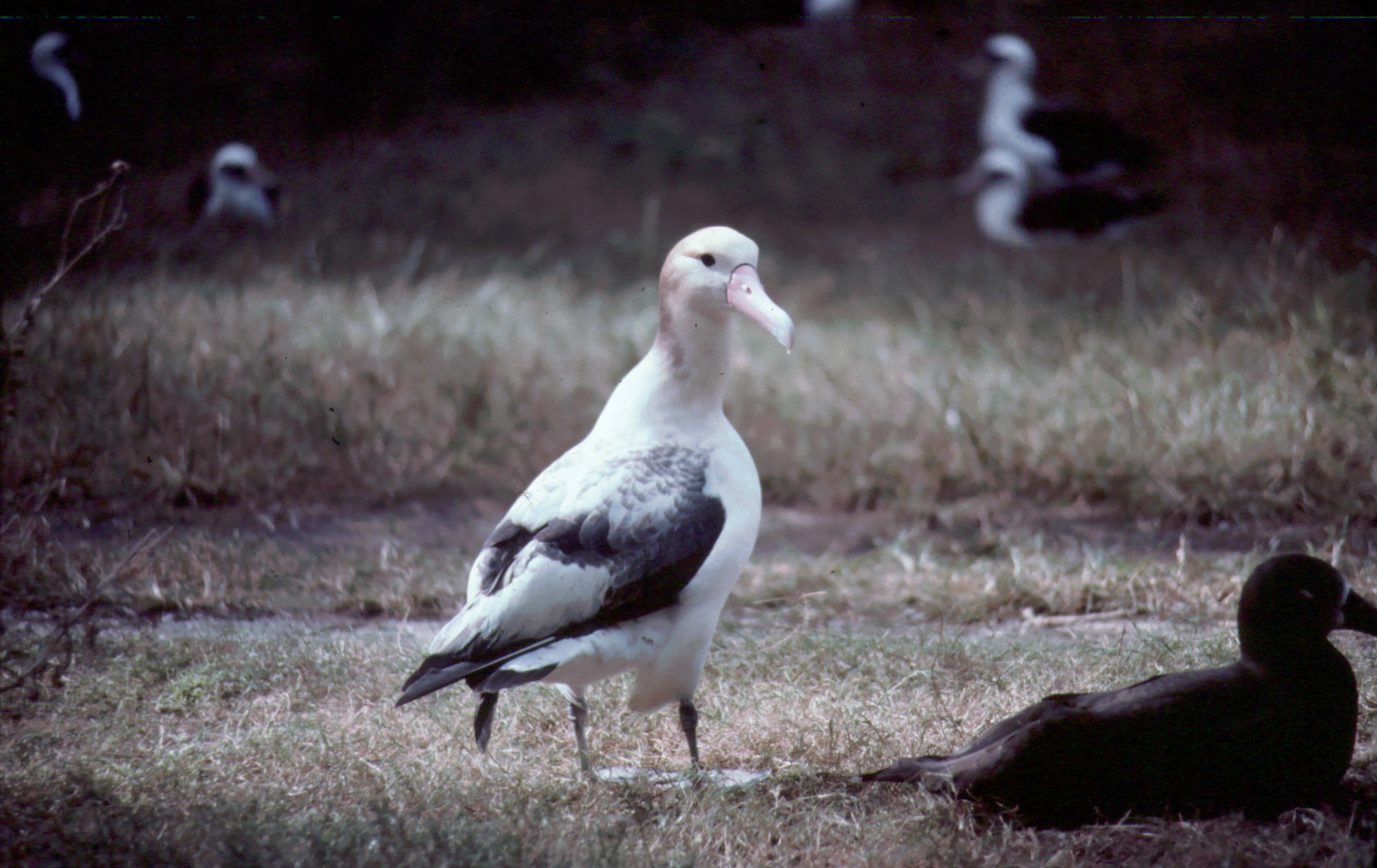 albatross Short-tailed albatross | bird | Britannica